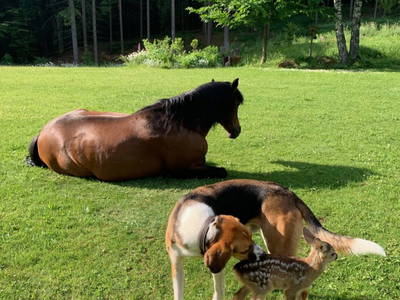 Bild 77 aus  Das Forsthaus Langschlägerwald - Itha´s secret escape