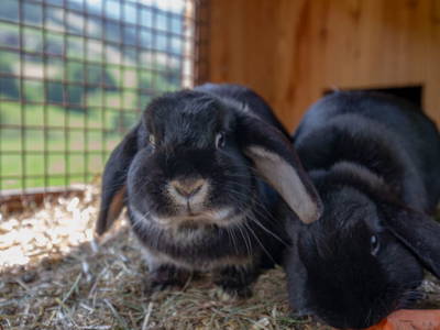 Bild 71 aus  Astlhof