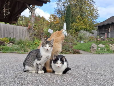 Bild 133 aus  Einkehrhof Poggau