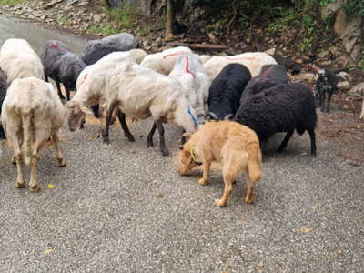 Bild 33 aus  Gsangerer