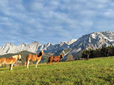 Bild 24 aus  Tritscherhof