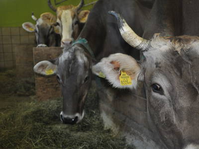 Bild 32 aus  Mühlehof Ennemoser