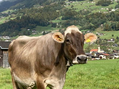 Bild 22 aus  Hof im Feld