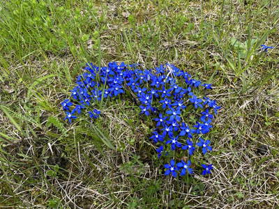 Bild 38 aus  TANAs Almhütte