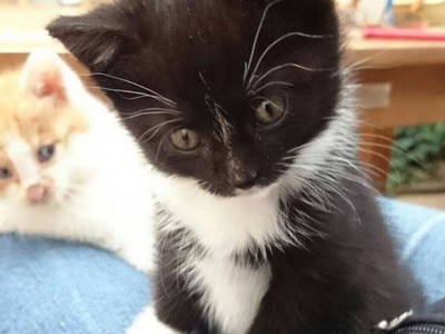 Bild 34 aus  Ferienhof Wolschendorf