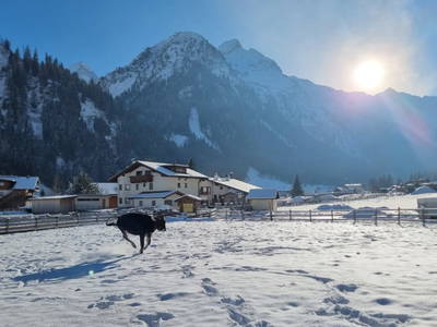 Bild 87 aus  Alfaierhof & Bergheimat