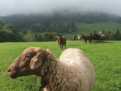 Bild 195 aus  Haus Hagspiel