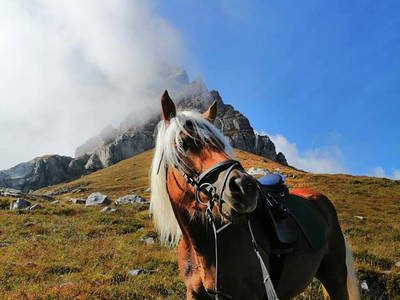 Bild 2 aus  Pferdehof Toml