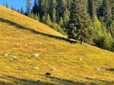 Bild 109 aus  Wallneralm