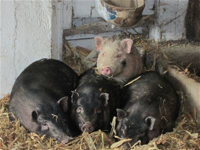 Bild 35 aus Familienbauernhof Glawischnig-Hofer