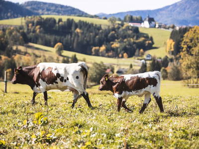 Bild 43 aus  Pension-Kobichl