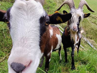 Bild 97 aus  Bergbauernhof Brandgut