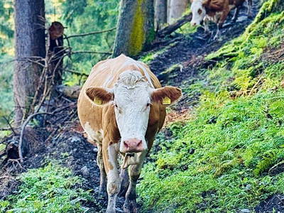 Bild 153 aus  Erbhof Hinting + Appartementhaus Hinting