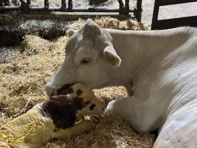 Bild 12 aus  Ferienhof Kirchbichl