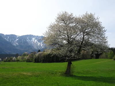 Bild 44 aus  Ferienwohnung Schneebergblick 