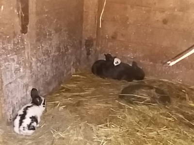 Bild 105 aus  Alpenhof Grafleiten