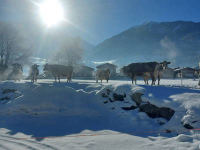 Bild 27 aus  Zillerlehen