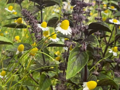 Bild 14 aus  Ascherhof