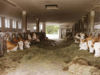 Bild 12 aus  Knappenhof