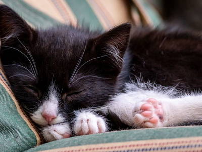 Bild 10 aus  Ferienhof Schnoor