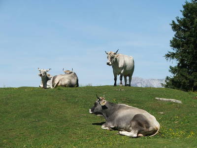 Bild 71 aus  Ladestatthof