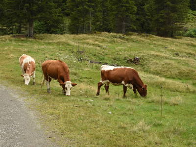 Bild 160 aus  Hoanz´nhof