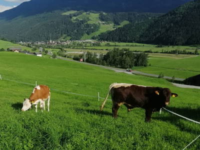 Bild 154 aus  Peilberghof
