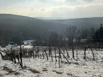 Bild 213 aus  Traubengarten Winkler