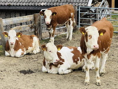 Bild 160 aus  Erbhof Hinting + Appartementhaus Hinting