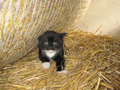 Bild 11 aus  Bauernhof Meyn