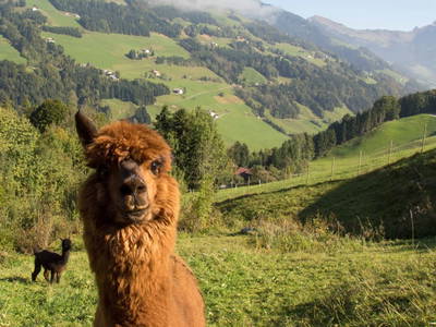 Bild 3 aus  Biberle Hof