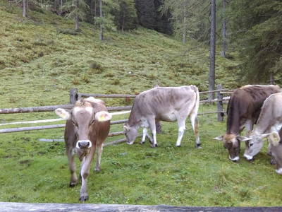 Bild 61 aus Linarhof