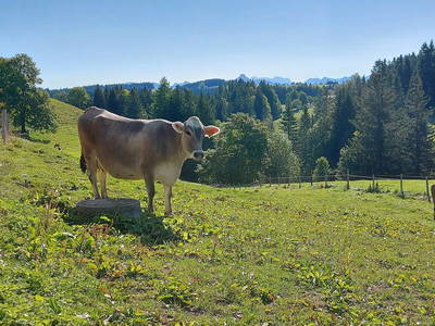 Bild 12 aus  Wangarhof