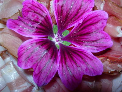 Bild 22 aus  Bergfeuerhof