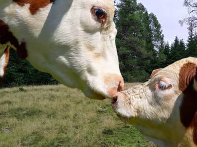 Bild 44 aus  Langhanshütte