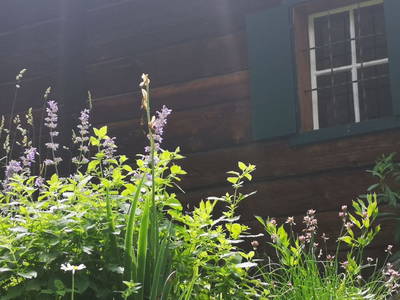 Bild 50 aus  Größingalm