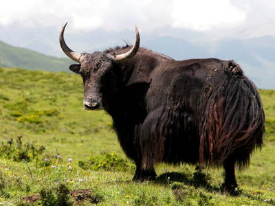 Bild 30 aus  Bio Bauernhof Burtscher