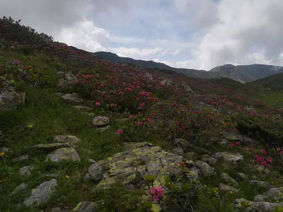 Bild 61 aus  Tobadillerhof Kinderbauernhof Pitztal Tirol
