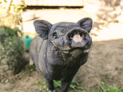 Bild 7 aus  Ferienhof Schwehr