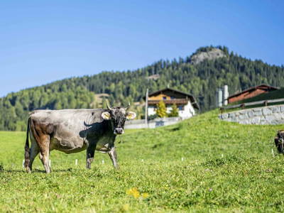 Bild 17 aus  Haus Lentsch