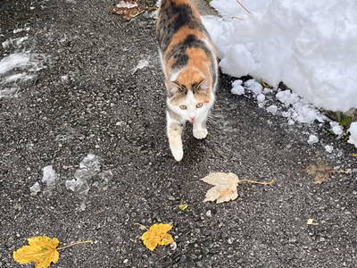 Bild 89 aus  Spöttlinghof