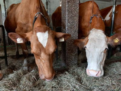 Bild 52 aus  Bio-Bauernhof Vordergschwandtgut