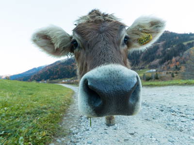 Bild 39 aus  Bergbauernhof Irxner - Urlaub am Bauernhof mit Hund