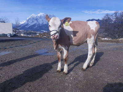 Bild 32 aus  Hüttstädterhof