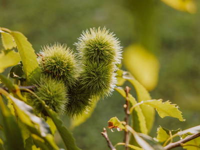 Bild 78 aus  Hofstatt Salzburg Ferienhaus 