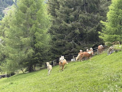 Bild 123 aus Riatschhof
