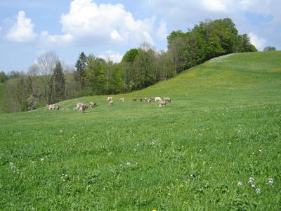 Bild 148 aus  Ferienhof auf der Heidegg