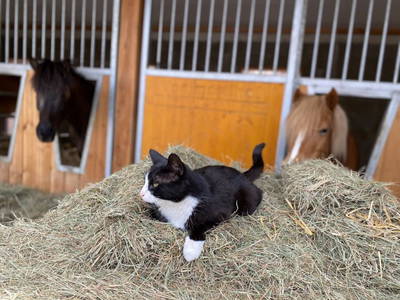 Bild 100 aus  Sonnenchalet im Salzburger Lungau