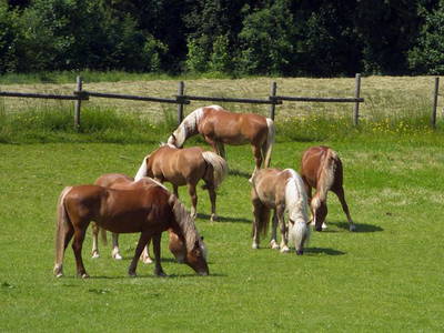Bild 12 aus  Fürstnerhof-Reiterhof