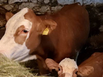 Bild 112 aus  Badlechnerhof